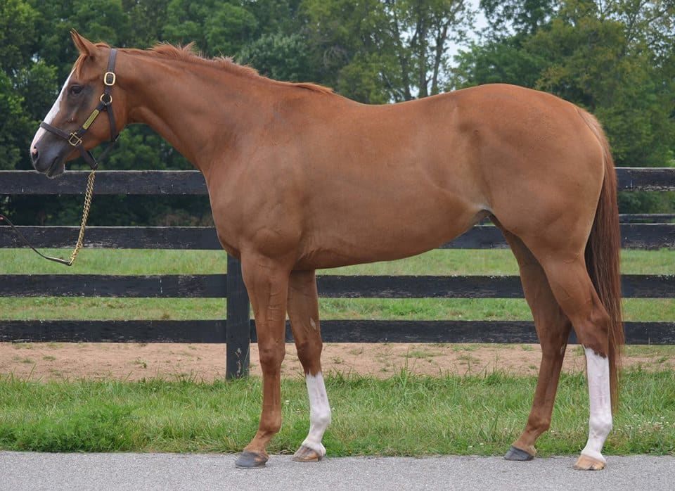 Featured image for “How to Take a Jaw-Dropping Conformation Photo”