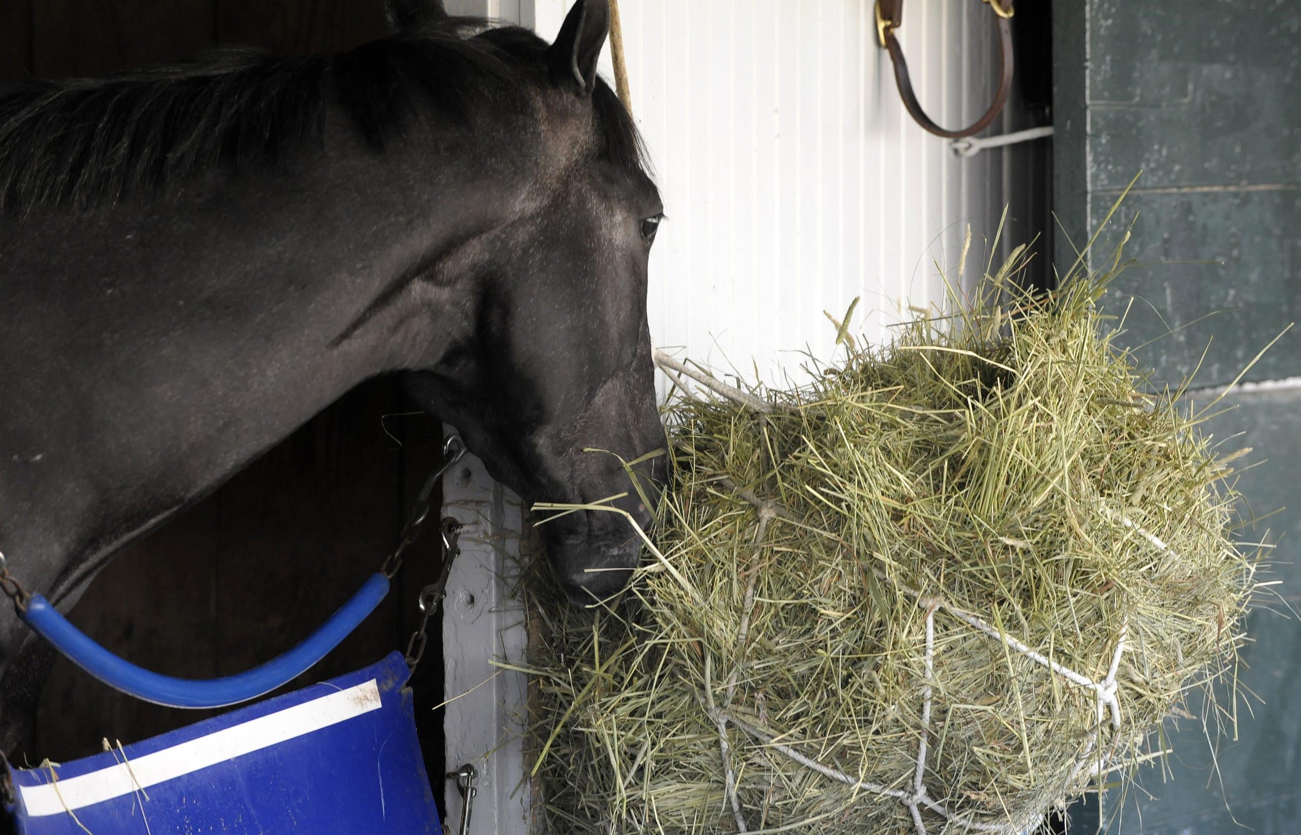 Featured image for “Feeding the Racing Thoroughbred”